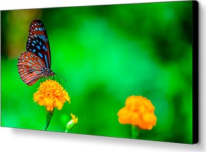 Информационная панель Nec MultiSync UN492VS Информационная панель Nec MultiSync UN492VS