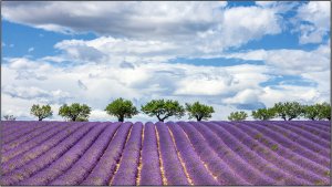    Elittech EliteBoard PK555FDLN,  , 55" FHD,    1.8 