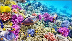    Elittech EliteBoard BK557FFLE,  , 55" FHD,    0.88 